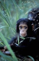 Infant Chimpanzee, Tanzania | Obraz na stenu