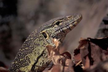 Nile Monitor Lizard, Gombe National Park, Tanzania | Obraz na stenu