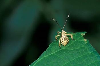 Insect on Green Leaf, Gombe National Park, Tanzania | Obraz na stenu