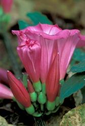 Pink Flower with buds, Gombe National Park, Tanzania | Obraz na stenu