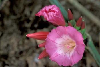 Pink Flower in Bloom, Gombe National Park, Tanzania | Obraz na stenu