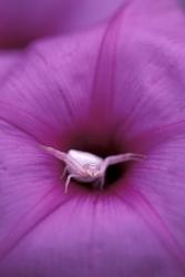 Crab Spider on Flower, Gombe National Park, Tanzania | Obraz na stenu