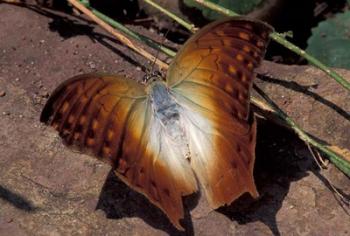 Detail of Butterfly Wings, Gombe National Park, Tanzania | Obraz na stenu