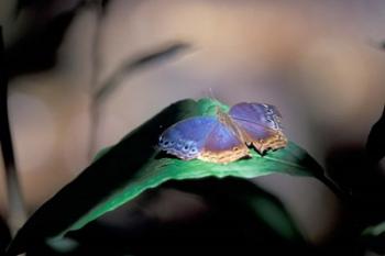 Colorful Butterfly Wings, Gombe National Park, Tanzania | Obraz na stenu