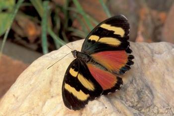 Orange/Yellow Butterfly, Gombe National Park, Tanzania | Obraz na stenu