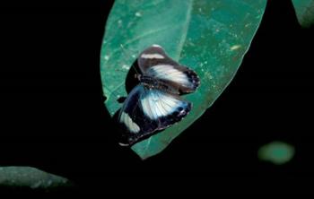 Butterfly on leaf, Gombe National Park, Tanzania | Obraz na stenu