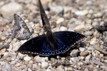 Black Butterfly, Gombe National Park, Tanzania | Obraz na stenu