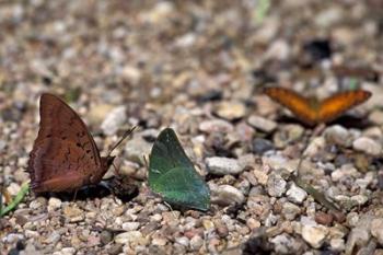 Three Butterflies, Gombe National Park, Tanzania | Obraz na stenu