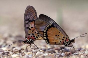 A pair of Butterflies, Gombe National Park, Tanzania | Obraz na stenu