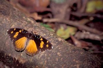 Resting Butterfly, Gombe National Park, Tanzania | Obraz na stenu