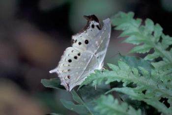 White Butterfly, Gombe National Park, Tanzania | Obraz na stenu