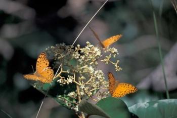 Butterflies, Gombe National Park, Tanzania | Obraz na stenu