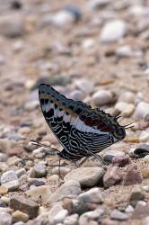 Zebra Butterfly, Gombe National Park, Tanzania | Obraz na stenu