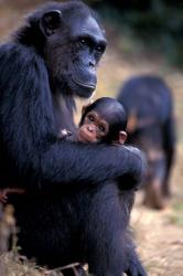 Female Chimpanzee Cradles Newborn Chimp, Gombe National Park, Tanzania | Obraz na stenu