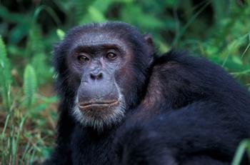 Male Chimpanzee Relaxing, Gombe National Park, Tanzania | Obraz na stenu