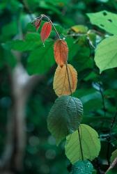 Rainy Season Vegetation, Gombe National Park, Tanzania | Obraz na stenu