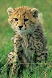 Cheetah, Tanzania, Serengeti NP, Cheetah cub | Obraz na stenu