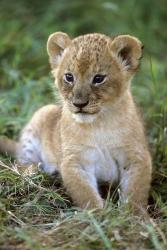 Tanzania, Serengeti National Park, African lion | Obraz na stenu