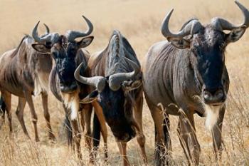 Tanzania, Ngorongoro Crater, Wildebeest wildlife | Obraz na stenu