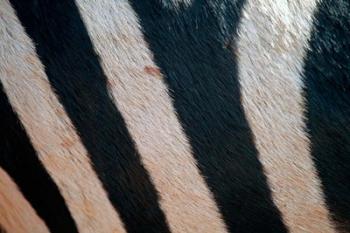 Tanzania, Ngorongoro Crater. Zebra stripes | Obraz na stenu