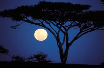 Acacia Tree in Moonlight, Tarangire, Tanzania | Obraz na stenu