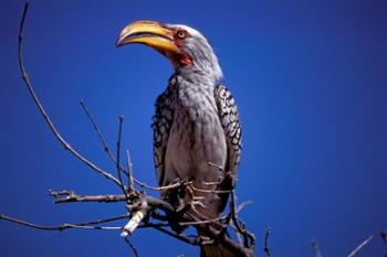 Yellow-Billed Hornbill, Tarangire, Tanzania | Obraz na stenu