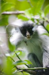 Juvenile Kirk's Red Colobus Monkey, Jozani Forest, Chwaka Bay National Park, Zanzibar, Tanzania | Obraz na stenu