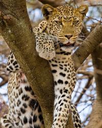 Africa. Tanzania. Leopard in tree at Serengeti NP | Obraz na stenu