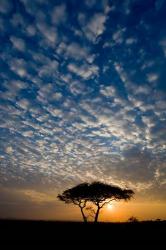 Africa. Tanzania. Sunrise in Serengeti NP. | Obraz na stenu