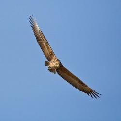 Africa. Tanzania. Bateleur Eagle, Serengeti NP | Obraz na stenu