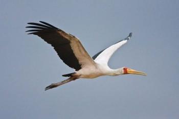 Tanzania, bird. Yellow-billed Stork, Manyara NP | Obraz na stenu