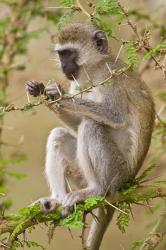 Africa. Tanzania. Vervet Monkey at Manyara NP. | Obraz na stenu