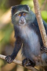 Tanzania. Blue Monkey, Manyara NP | Obraz na stenu