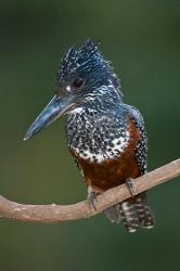 Africa. Tanzania. Giant Kingfisher in Manyara NP. | Obraz na stenu