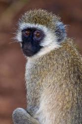 Africa. Tanzania. Vervet Monkey in Tarangire NP. | Obraz na stenu