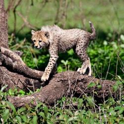 Tanzania, Ndutu, Ngorongoro Conservation, Cheetah | Obraz na stenu