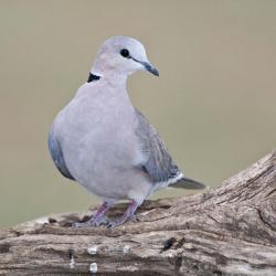 Tanzania. Ring-Necked Dove, Ndutu, Ngorongoro | Obraz na stenu