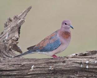 Tanzania, Laughing Dove bird, Ngorongoro | Obraz na stenu