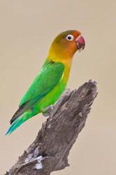 Fischer's Lovebird tropical bird, Ndutu, Tanzania | Obraz na stenu
