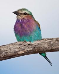 Tanzania, Lilac-Breasted Roller bird, Ndutu | Obraz na stenu