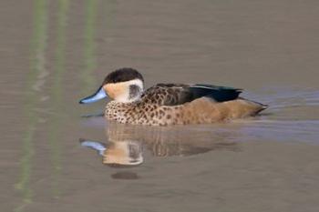 Tanzania, Hottentot Teal duck, Ngorongoro Crater | Obraz na stenu