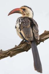 Red-Billed Hornbill, Serengeti National Park, Tanzania | Obraz na stenu