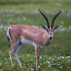 Grant's Gazelle, Serengeti National Park, Tanzania | Obraz na stenu