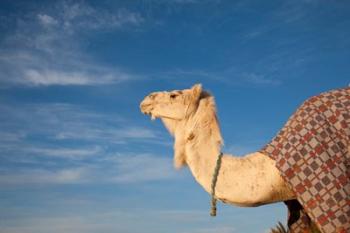 Camel, Tunisia | Obraz na stenu