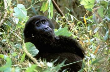 Mountain Gorilla, Bwindi Impenetrable Forest National Park, Uganda | Obraz na stenu
