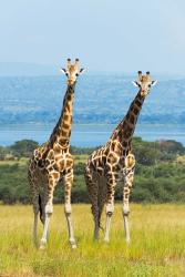 Giraffes on the Savanna, Murchison Falls National park, Uganda | Obraz na stenu