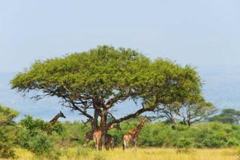 Giraffes Under an Acacia Tree on the Savanna, Uganda | Obraz na stenu