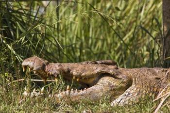 Nile Crocodile, river Victoria Nile, Murchison Falls National Park, Uganda, Africa | Obraz na stenu