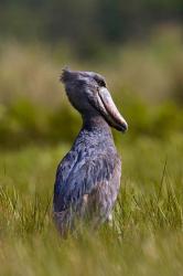 Shoebill bird hunting in wetlands, Uganda, East Africa | Obraz na stenu