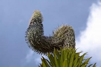 Giant Lobelia flora of the Rwenzoris, Uganda | Obraz na stenu